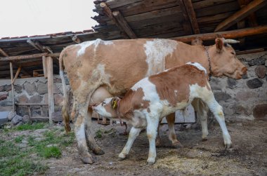 Genç buzağıyı inek udders emzirildiler yakın çekim,