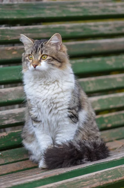 若い毛皮で覆われた猫の肖像画 それは公園のベンチに立地です — ストック写真