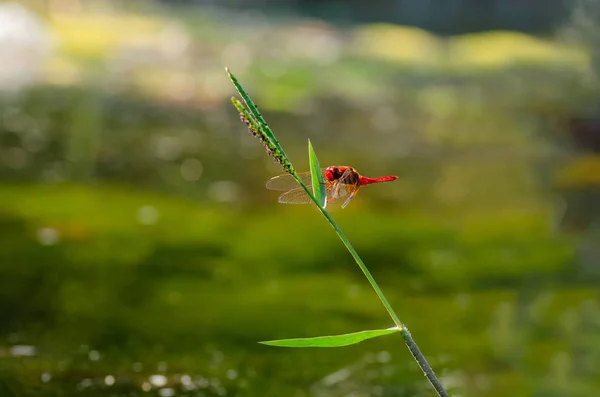 Punainen Sudenkorento Sympetrum Sanguineum Lepää Ruohonkorvalla Hämärtynyt Tausta — kuvapankkivalokuva