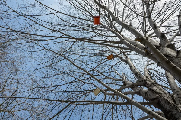 Les Maisons Oiseaux Sont Suspendues Grandes Branches Arbres — Photo