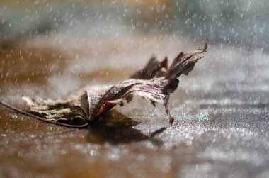 Bir kuru yaprak düşen yağmur ve parlak bokeh arka plan, dar alan derinliği,