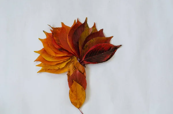 Image Tree Designed Autumn Leaves White Background Nature Concept — Stock Photo, Image