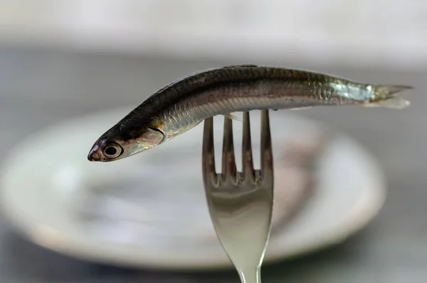 Pescado Anchoa Crudo Fresco Punta Del Tenedor —  Fotos de Stock