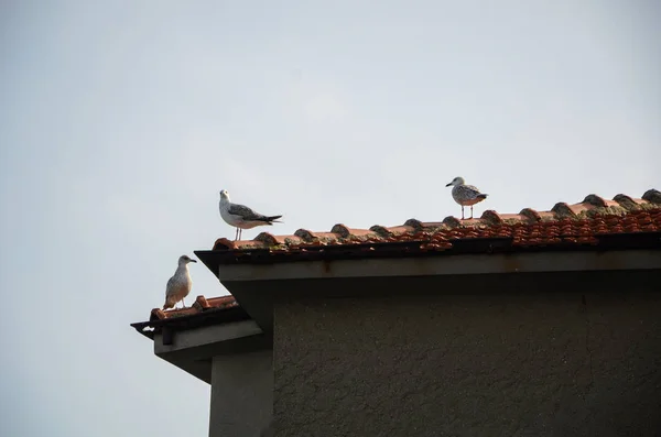 Drei Möwen Sind Auf Dem Dach Eine Möwe Blickt Die — Stockfoto