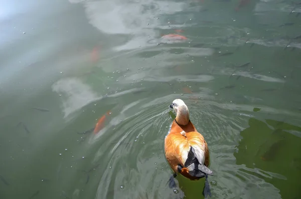 Ярко Оранжевая Утка Плавает Воде Воде Много Разноцветных Рыб — стоковое фото
