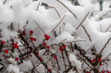 Firethorn bitki (ateş dikeni) ile dalı karla kaplı; sığ derinlik-in tarla - görüntü