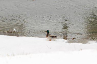 Yeşilbaş ördek buz kenarında duran ve av için arıyorsunuz.