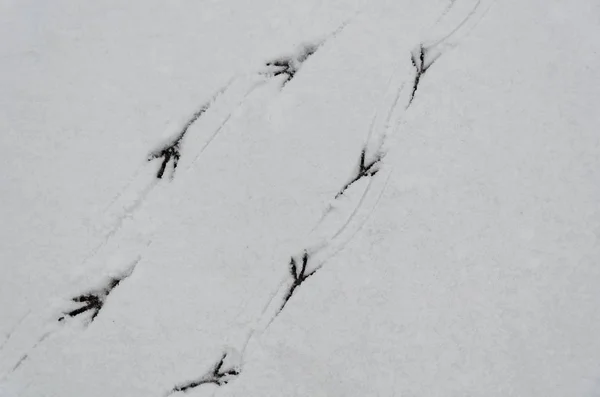 Bird\'s footsteps in  layer of snow - Winter wildlife background.