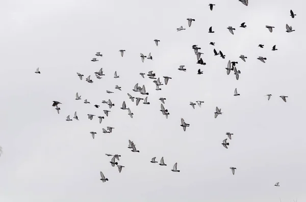 Grand Groupe Nombreux Pigeons Volant Ensemble Dans Ciel Gris Hiver — Photo