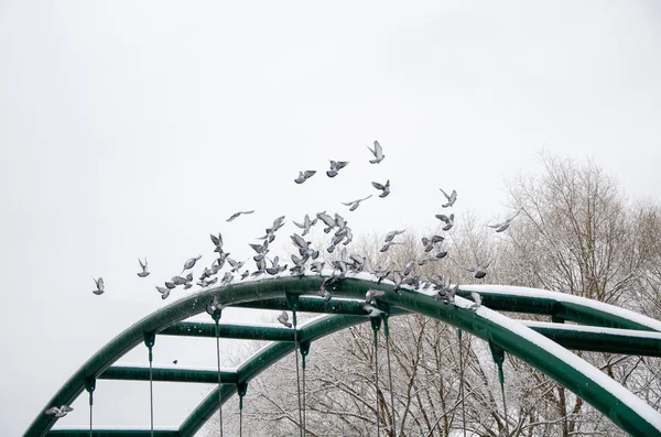 Eine Große Gruppe Vieler Tauben Fliegt Zusammen Und Hockt Winter — Stockfoto