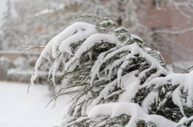 Kış doğal arka plan donmuş köknar ağacı dalı ile buz saçağı.