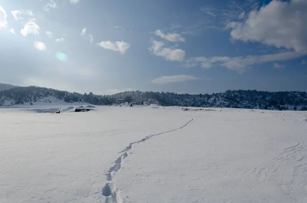 Impronte Neve Profonda Alberi All Orizzonte — Foto Stock