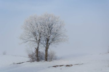 Kış manzarası. Yalnız ağaçlar ve mavi gökyüzü bulutlu kış dondurulmuş.