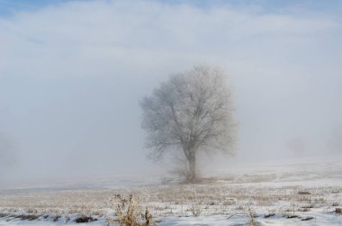 Yapraksız ve donmuş ağaçta sis kış sahne