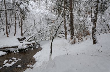 Harika kış manzarası. Dere ve ağaçlar karla kaplıdır. Soğuk hava ve güzel arka plan.