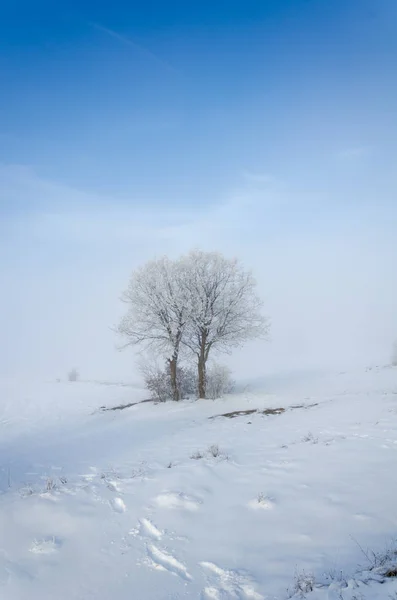 Зимний Ландшафт Одинокие Замерзшие Деревья Голубое Небо Облаками Зимой — стоковое фото
