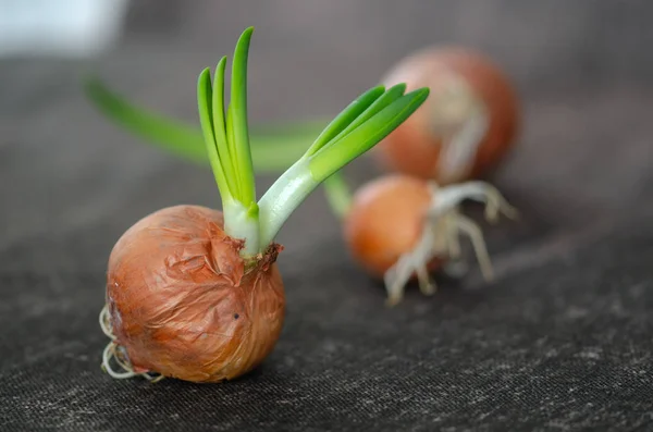 Ampul siyah arka plan üzerine germinated yeşil soğan ile