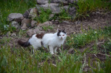 Siyah ve beyaz kedi kameraya bakıyor.