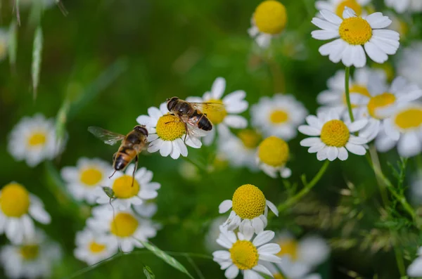 ヒナギクと 2 つの蜂蜜の蜂 — ストック写真