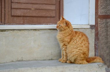 Sokak sarı kedi