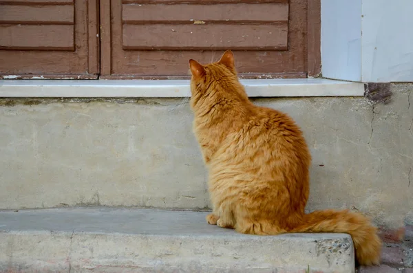 Kóbor sárga macska — Stock Fotó