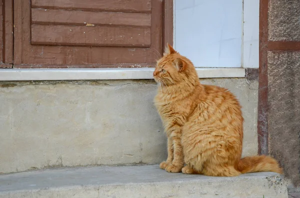 Gato amarillo callejero — Foto de Stock