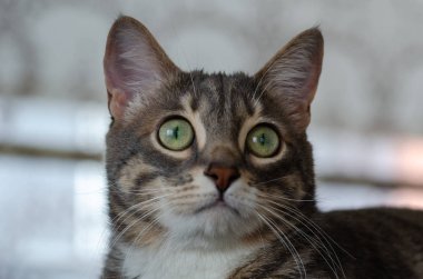 Sevimli tekir portresi