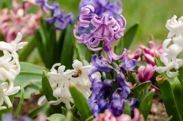Včela a barevná hyacinty — Stock fotografie