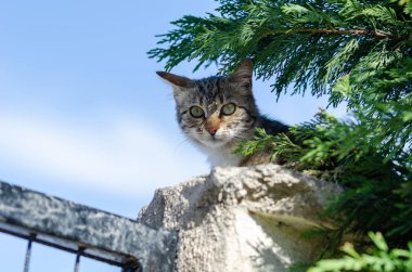 Kameraya bakarak yolunu yitirmek kedi 