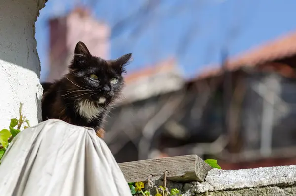 Egy sikátorban macska Eskisehir, Törökország — Stock Fotó