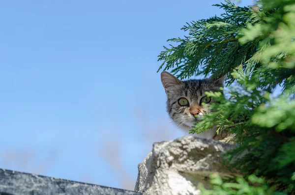 Kóbor Macska néz a kamerába — Stock Fotó