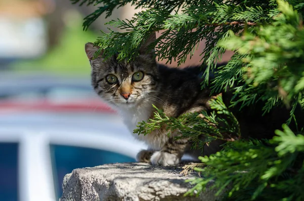 Chat errant regardant la caméra — Photo