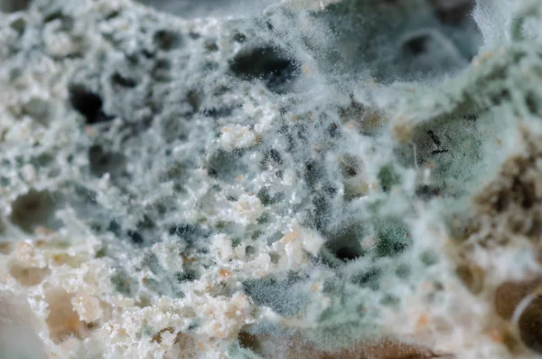 Ekmek israfı ve Küflü ekmek dilimleri