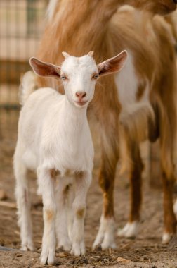 Pretty little yeanling keçi çiftliğinde