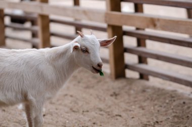 sevimli beyaz goatling
