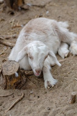 sevimli beyaz goatling