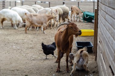 Keçi mendil imi keçi meme