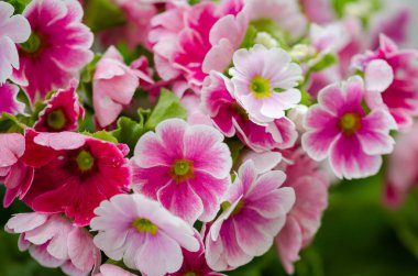 Primula obconica parlak pembe çiçekler 