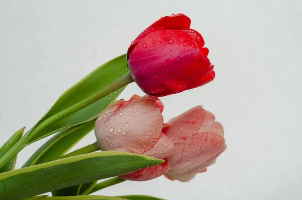 Spring flowers tulips and waterdrops