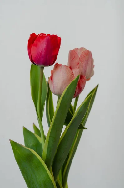 Spring flowers tulips Stock Picture