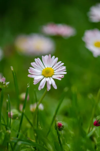 草の中のヒナギクの花(春のヒナギク) — ストック写真