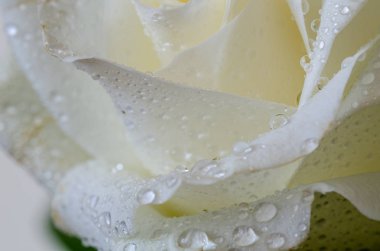 Su damlası ile beyaz gül yakın