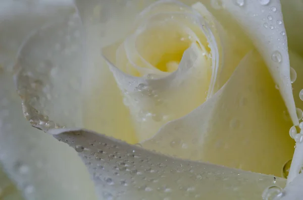 Primer plano de rosa blanca con gota de agua — Foto de Stock