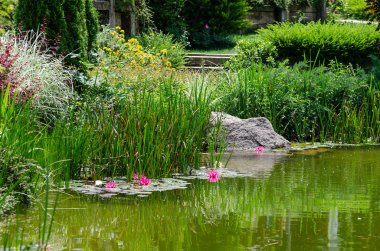 su üzerinde pembe lotus