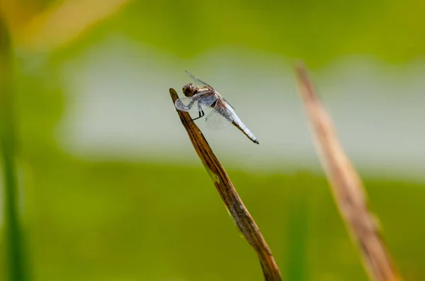 植物の葉の上に座って素晴らしいトンボ. — ストック写真