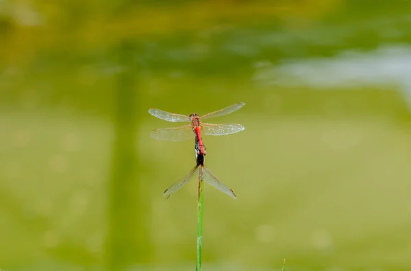 Dragonflies mating — Stock Photo, Image