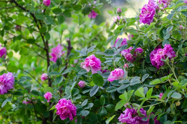 Rosa Rosen oder rosa Damascena, — Stockfoto