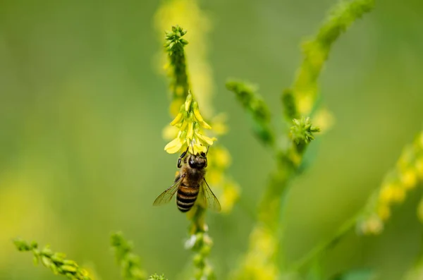 Abelha está colhendo pólen de flor selvagem . — Fotografia de Stock