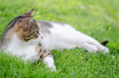 Sevimli kedi parkın etrafında dikkatlice bakar.