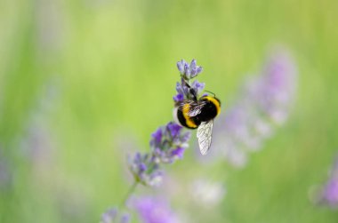 Bumblebee ve lavanta çiçekleri.